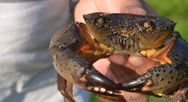 Черноморский каменный краб - <ro>Изображение</ro><ru>Изображение</ru> #1, <ru>Объявление</ru> #769314