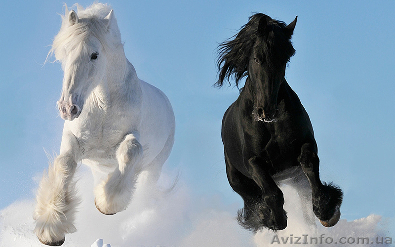 Интерьерная печать - <ro>Изображение</ro><ru>Изображение</ru> #1, <ru>Объявление</ru> #767054