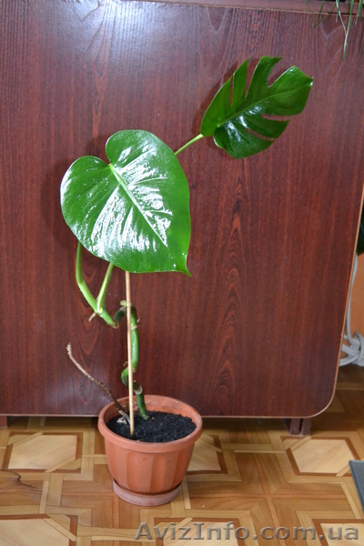 Продаю расточки монстеры - <ro>Изображение</ro><ru>Изображение</ru> #1, <ru>Объявление</ru> #770492