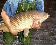 Закупка рыбы оптом - <ro>Изображение</ro><ru>Изображение</ru> #1, <ru>Объявление</ru> #772406