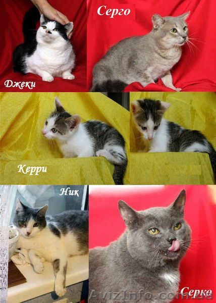 Очень нужна Ваша помощь пожилой женщине и ёё беззащитным питомцам!!!  - <ro>Изображение</ro><ru>Изображение</ru> #1, <ru>Объявление</ru> #765393