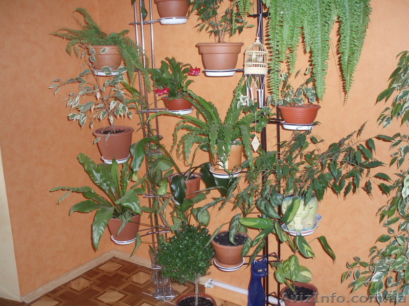 Полка-Распорка для цветов  - <ro>Изображение</ro><ru>Изображение</ru> #1, <ru>Объявление</ru> #770495