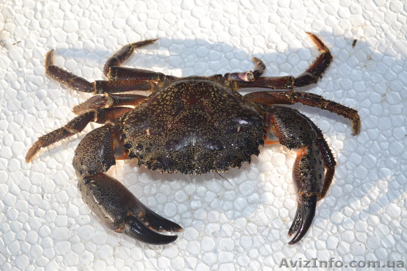 Крымские каменные крабы - <ro>Изображение</ro><ru>Изображение</ru> #1, <ru>Объявление</ru> #769316