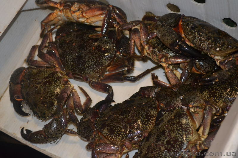 Жак Ив Кусто  Живые крабы - <ro>Изображение</ro><ru>Изображение</ru> #1, <ru>Объявление</ru> #769323