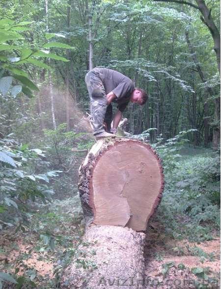 Дрова  колотые в Киеве и Области  - <ro>Изображение</ro><ru>Изображение</ru> #1, <ru>Объявление</ru> #766235