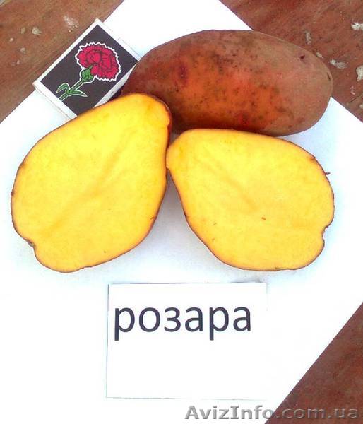 картофель столовый оптом - <ro>Изображение</ro><ru>Изображение</ru> #1, <ru>Объявление</ru> #777052