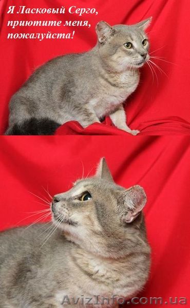 Невероятно ласковый Серго ищет дом. - <ro>Изображение</ro><ru>Изображение</ru> #1, <ru>Объявление</ru> #766711
