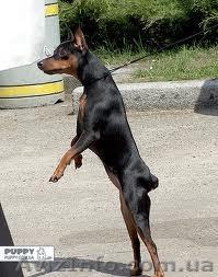 Щенки цвергпинчера, ч/п, родословная. - <ro>Изображение</ro><ru>Изображение</ru> #1, <ru>Объявление</ru> #794116