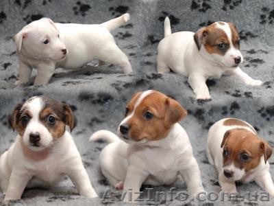  Продам щенков породы джек рассел с документами - <ro>Изображение</ro><ru>Изображение</ru> #1, <ru>Объявление</ru> #789555