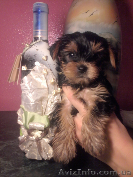 Продам щенков мини  йорк терера - <ro>Изображение</ro><ru>Изображение</ru> #1, <ru>Объявление</ru> #799702