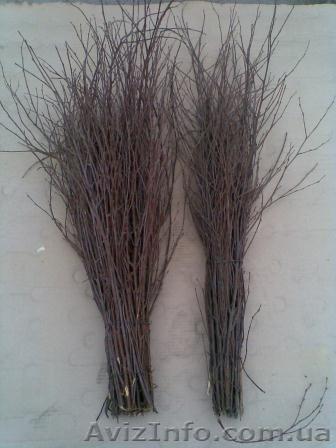 Метла березовая в\с, 1 сорт - <ro>Изображение</ro><ru>Изображение</ru> #1, <ru>Объявление</ru> #799854