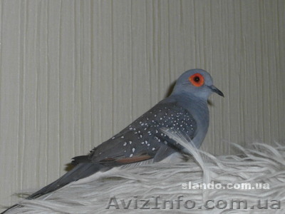 Австралийская бриллиантовая горлица - <ro>Изображение</ro><ru>Изображение</ru> #1, <ru>Объявление</ru> #792585