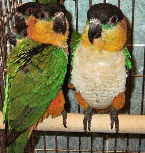 Черношапочный каик или Белобрюхий черношапочный попугай - <ro>Изображение</ro><ru>Изображение</ru> #1, <ru>Объявление</ru> #803171