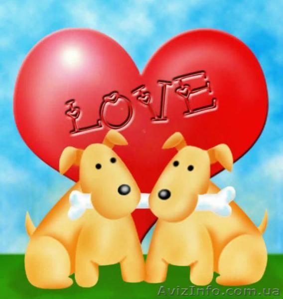 Кинолог-инструктор по вязке собак с большим опытом. - <ro>Изображение</ro><ru>Изображение</ru> #1, <ru>Объявление</ru> #804786