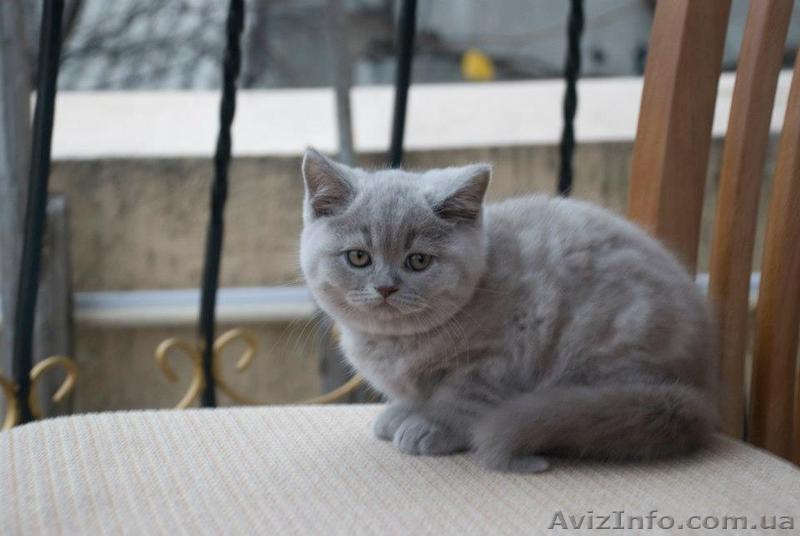 Плюшевые британчики с родословной - <ro>Изображение</ro><ru>Изображение</ru> #1, <ru>Объявление</ru> #806586