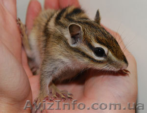 Продаются ручные бурундуки и бельчата - <ro>Изображение</ro><ru>Изображение</ru> #1, <ru>Объявление</ru> #803181