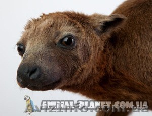 Кенгуру Бенетта стандартного окраса и белые  - <ro>Изображение</ro><ru>Изображение</ru> #1, <ru>Объявление</ru> #803239