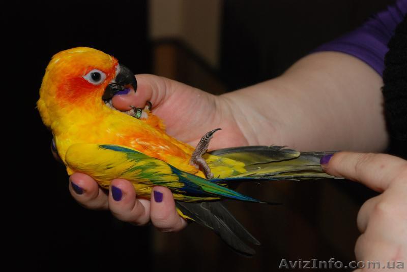 Ара в миниатюре  - Солнечный аратинга  - <ro>Изображение</ro><ru>Изображение</ru> #1, <ru>Объявление</ru> #803134