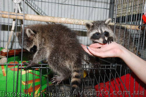 Продаётся крошка Енот! - <ro>Изображение</ro><ru>Изображение</ru> #1, <ru>Объявление</ru> #803176