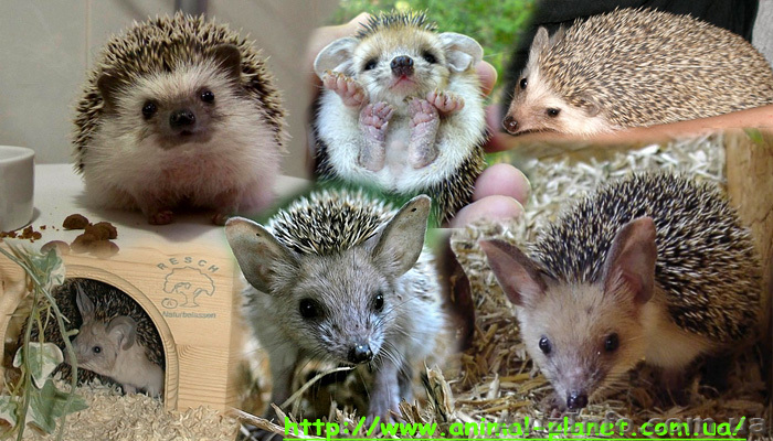 Ушастые карликовые Ежики  - <ro>Изображение</ro><ru>Изображение</ru> #1, <ru>Объявление</ru> #803174