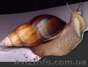 Гигантские Африканские УЛИТКИ АХАТИНА - <ro>Изображение</ro><ru>Изображение</ru> #1, <ru>Объявление</ru> #803243