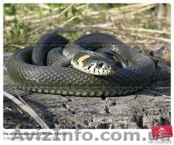 Продажа ужей разного размера для террариумного содержания и лечебных целей - <ro>Изображение</ro><ru>Изображение</ru> #1, <ru>Объявление</ru> #803242