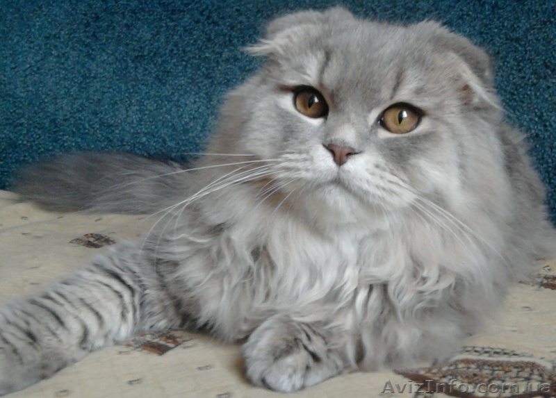 Шотландский вислоухий котенок - <ro>Изображение</ro><ru>Изображение</ru> #1, <ru>Объявление</ru> #813885