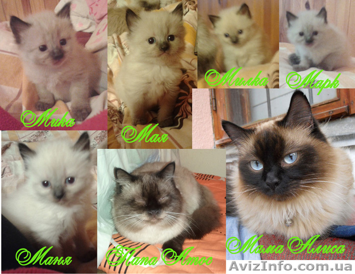 Продаются Котята Невской маскарадной - <ro>Изображение</ro><ru>Изображение</ru> #1, <ru>Объявление</ru> #790713