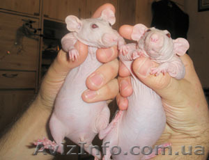 Ручные Крыски Дамбо Сфинкс и Дамбо Рекс - <ro>Изображение</ro><ru>Изображение</ru> #1, <ru>Объявление</ru> #803236