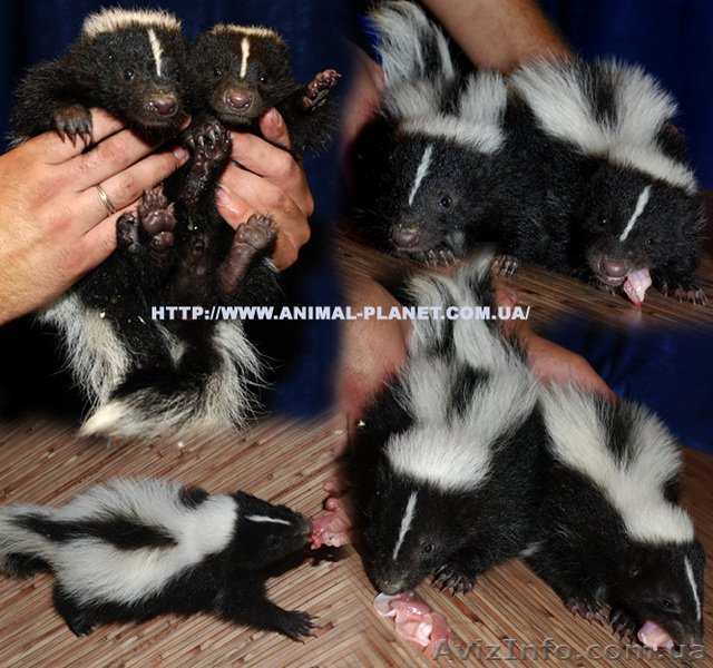 Ручные скунсы – щенки - <ro>Изображение</ro><ru>Изображение</ru> #1, <ru>Объявление</ru> #803227