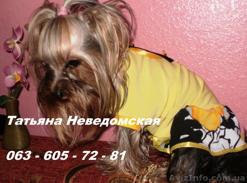 элитные йорки из питомника Виолини - <ro>Изображение</ro><ru>Изображение</ru> #1, <ru>Объявление</ru> #810625