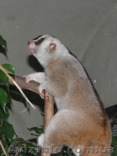 Полугодовалый лори - ручной, спокойный, ласковый - <ro>Изображение</ro><ru>Изображение</ru> #1, <ru>Объявление</ru> #803144