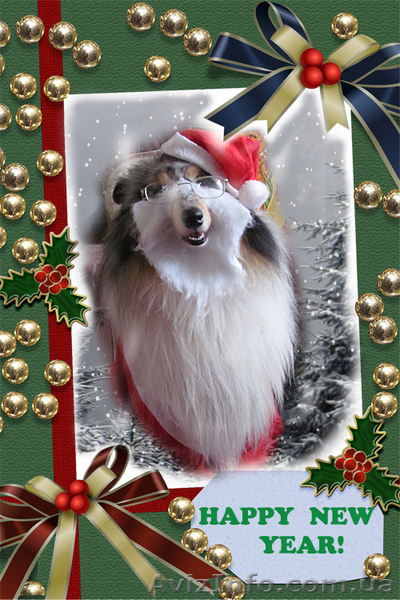 Четвероногие артисты для праздников, фото- и видеосъемки. - <ro>Изображение</ro><ru>Изображение</ru> #1, <ru>Объявление</ru> #805676