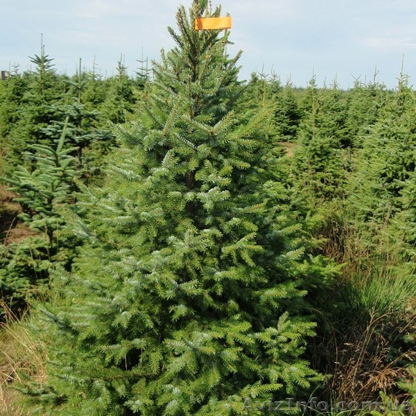 Ель обыкновенная - <ro>Изображение</ro><ru>Изображение</ru> #1, <ru>Объявление</ru> #809665