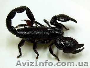 Скорпионы  - <ro>Изображение</ro><ru>Изображение</ru> #1, <ru>Объявление</ru> #803137
