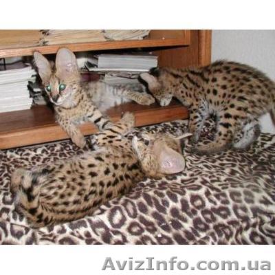 Великий Породистых котят. - <ro>Изображение</ro><ru>Изображение</ru> #1, <ru>Объявление</ru> #833222