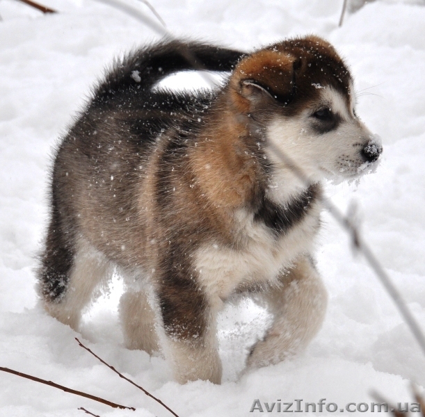 маламут аляскинский - <ro>Изображение</ro><ru>Изображение</ru> #1, <ru>Объявление</ru> #828705