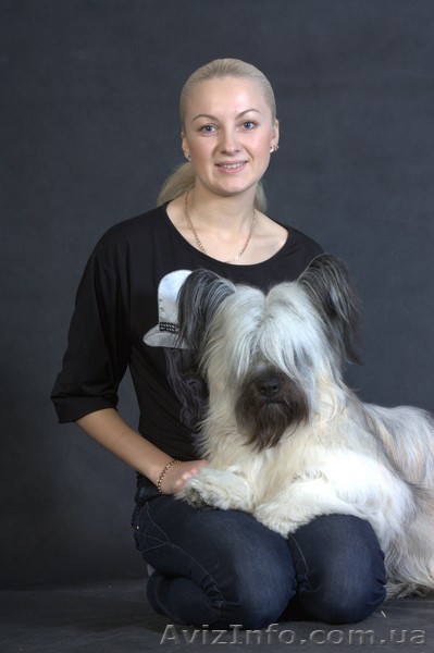 Питомник скай терьеров \"НОАП Чароит\" - <ro>Изображение</ro><ru>Изображение</ru> #1, <ru>Объявление</ru> #830810