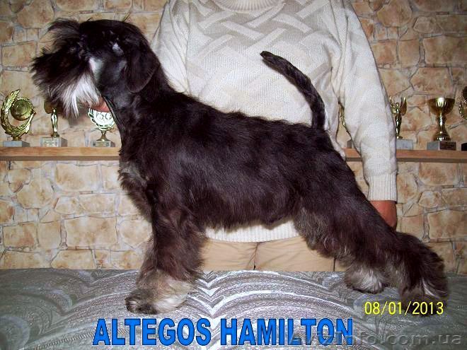 Цвергшнауцер,  чёрный с серебром мальчик - <ro>Изображение</ro><ru>Изображение</ru> #1, <ru>Объявление</ru> #821043