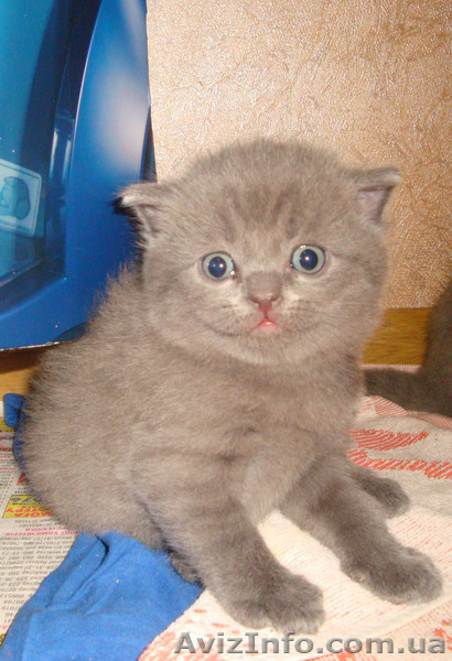 Британские котята и одна шотландская  - <ro>Изображение</ro><ru>Изображение</ru> #1, <ru>Объявление</ru> #816976