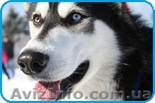 Отдам хаски бесплатно! - <ro>Изображение</ro><ru>Изображение</ru> #1, <ru>Объявление</ru> #832760