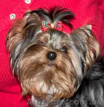 Продам мини йорка мальчик 8 месяцев 4000 грн - <ro>Изображение</ro><ru>Изображение</ru> #1, <ru>Объявление</ru> #831988