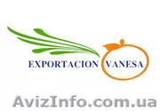 Продам овощи с Испании на Украину - <ro>Изображение</ro><ru>Изображение</ru> #1, <ru>Объявление</ru> #822341