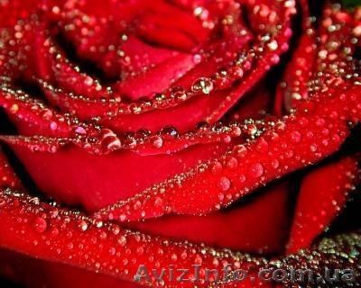 саженцы роз, виноград - <ro>Изображение</ro><ru>Изображение</ru> #1, <ru>Объявление</ru> #833416