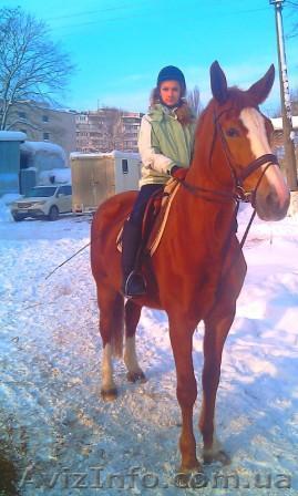Конные прогулки в Киеве - <ro>Изображение</ro><ru>Изображение</ru> #1, <ru>Объявление</ru> #828729