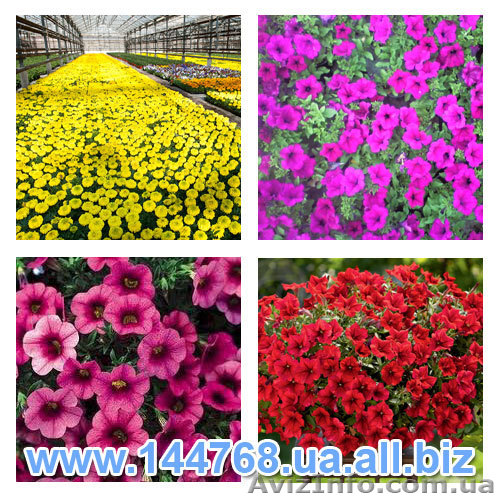 Продажа цветочной рассады в Украине, рассада цветов однолетних культур - <ro>Изображение</ro><ru>Изображение</ru> #1, <ru>Объявление</ru> #837512