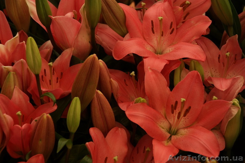 Туры в Израиль для самостоятельных - <ro>Изображение</ro><ru>Изображение</ru> #1, <ru>Объявление</ru> #847573