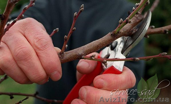 Обрезка деревьев и кустарников, плодовых деревьев - <ro>Изображение</ro><ru>Изображение</ru> #1, <ru>Объявление</ru> #845401