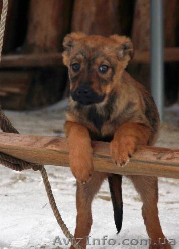 Эйдис 3 мес. подарю. - <ro>Изображение</ro><ru>Изображение</ru> #1, <ru>Объявление</ru> #843597