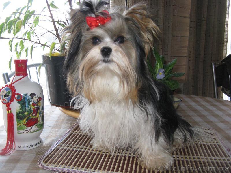 Бивер йорка чудесные щенки продаются - <ro>Изображение</ro><ru>Изображение</ru> #1, <ru>Объявление</ru> #834157